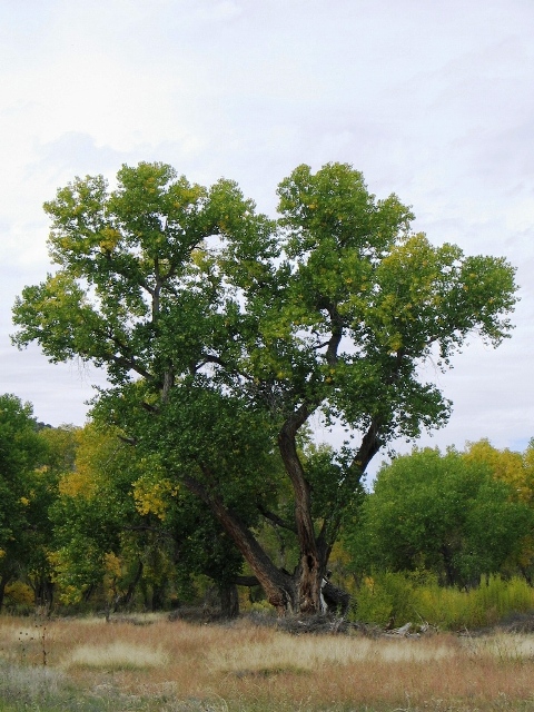 Populus deltoides ssp. wislizeni